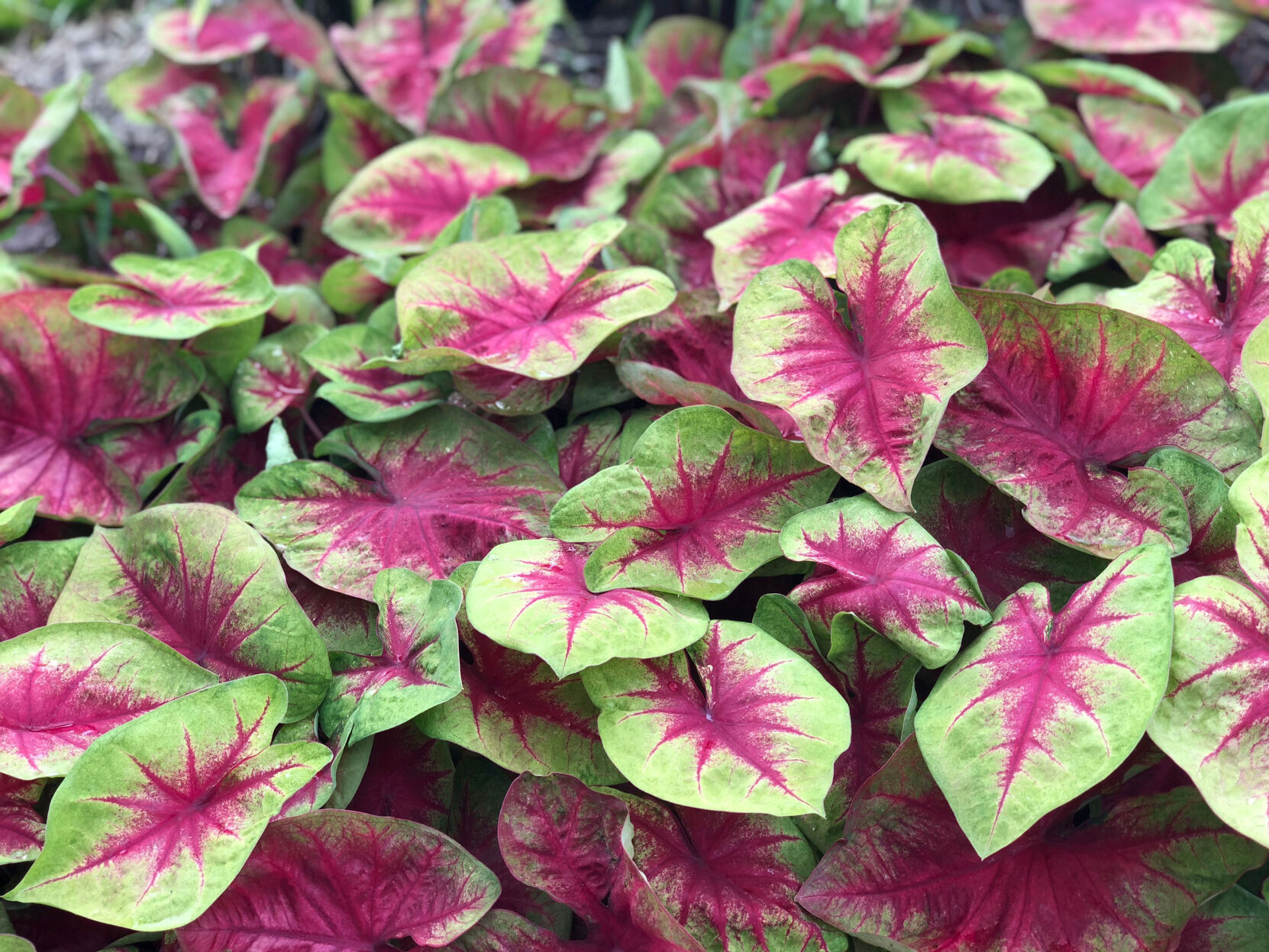 Caladium plants